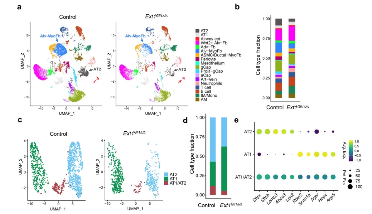 UMAPs of mouse lung scRNA-seq comparing control vs Ext1Δ show shifts in alveolar myofibroblast and AT1/AT2 fractions, plus marker gene dot plots.
